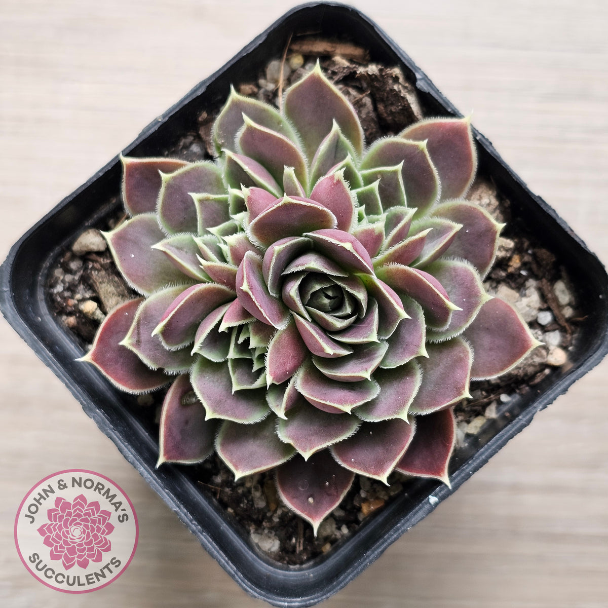 Jovibarba heuffelii 'Aphrodite'