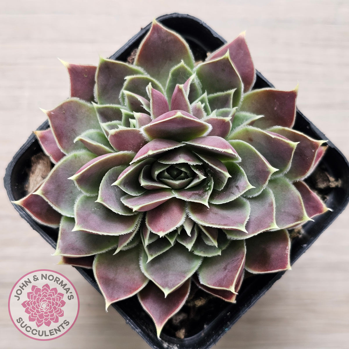 Jovibarba heuffelii 'Aphrodite'