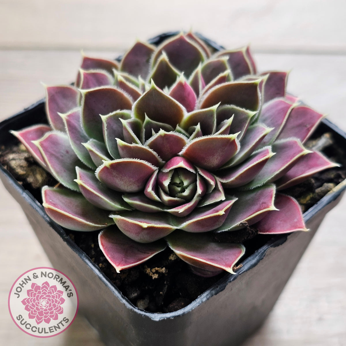 Jovibarba heuffelii 'Aphrodite'