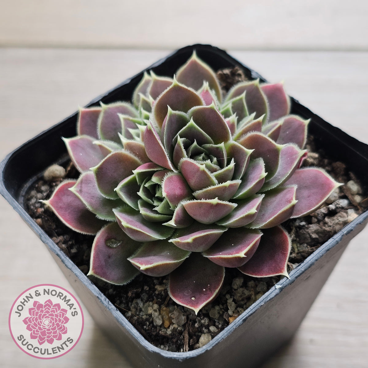 Jovibarba heuffelii 'Aphrodite'