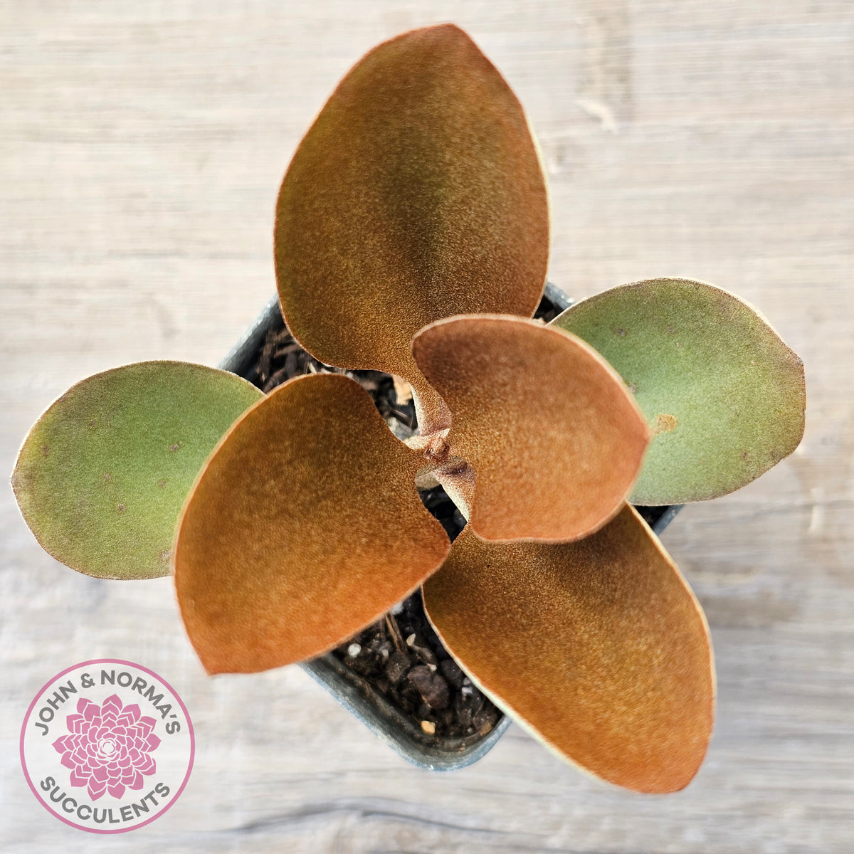 Kalanchoe 'Copper Spoons'