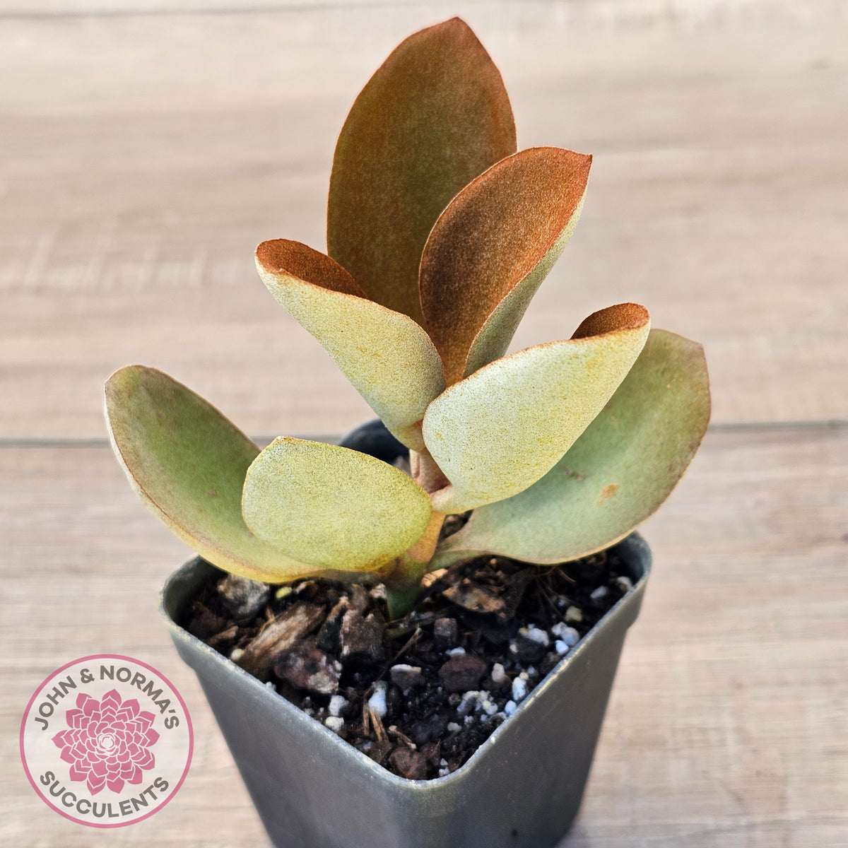 Kalanchoe 'Copper Spoons'