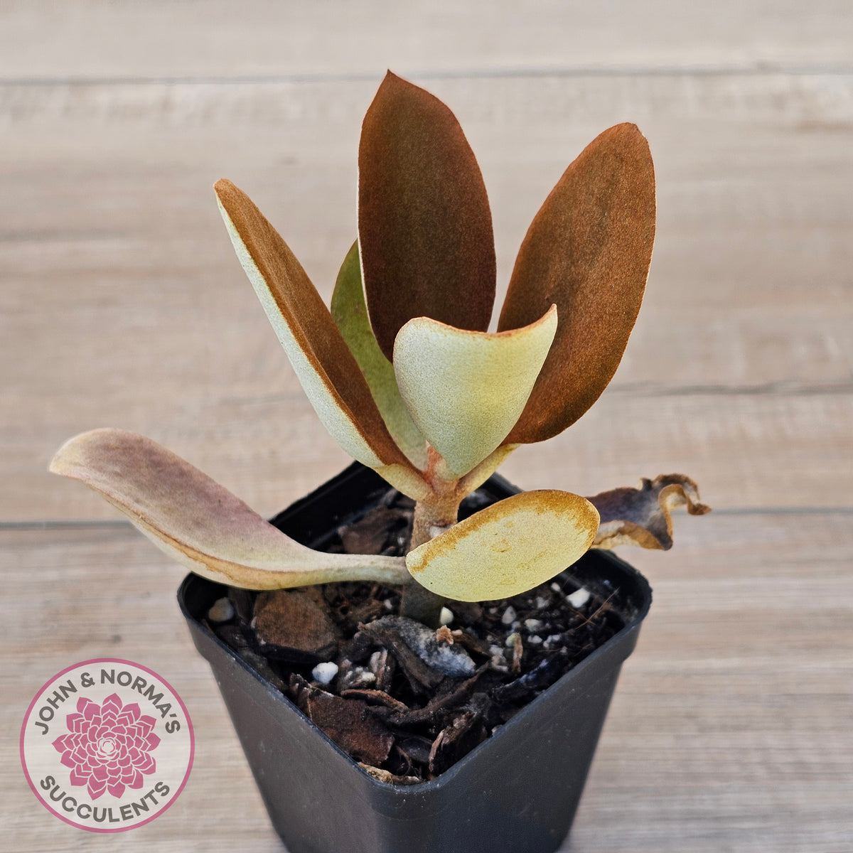 Kalanchoe 'Copper Spoons'