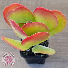 Load image into Gallery viewer, Kalanchoe Flapjack