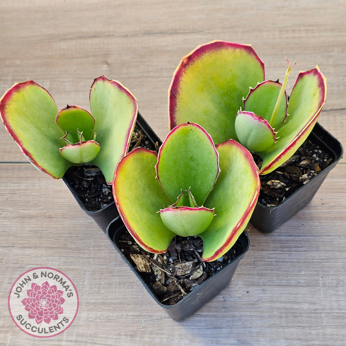 Kalanchoe 'Gremlin'