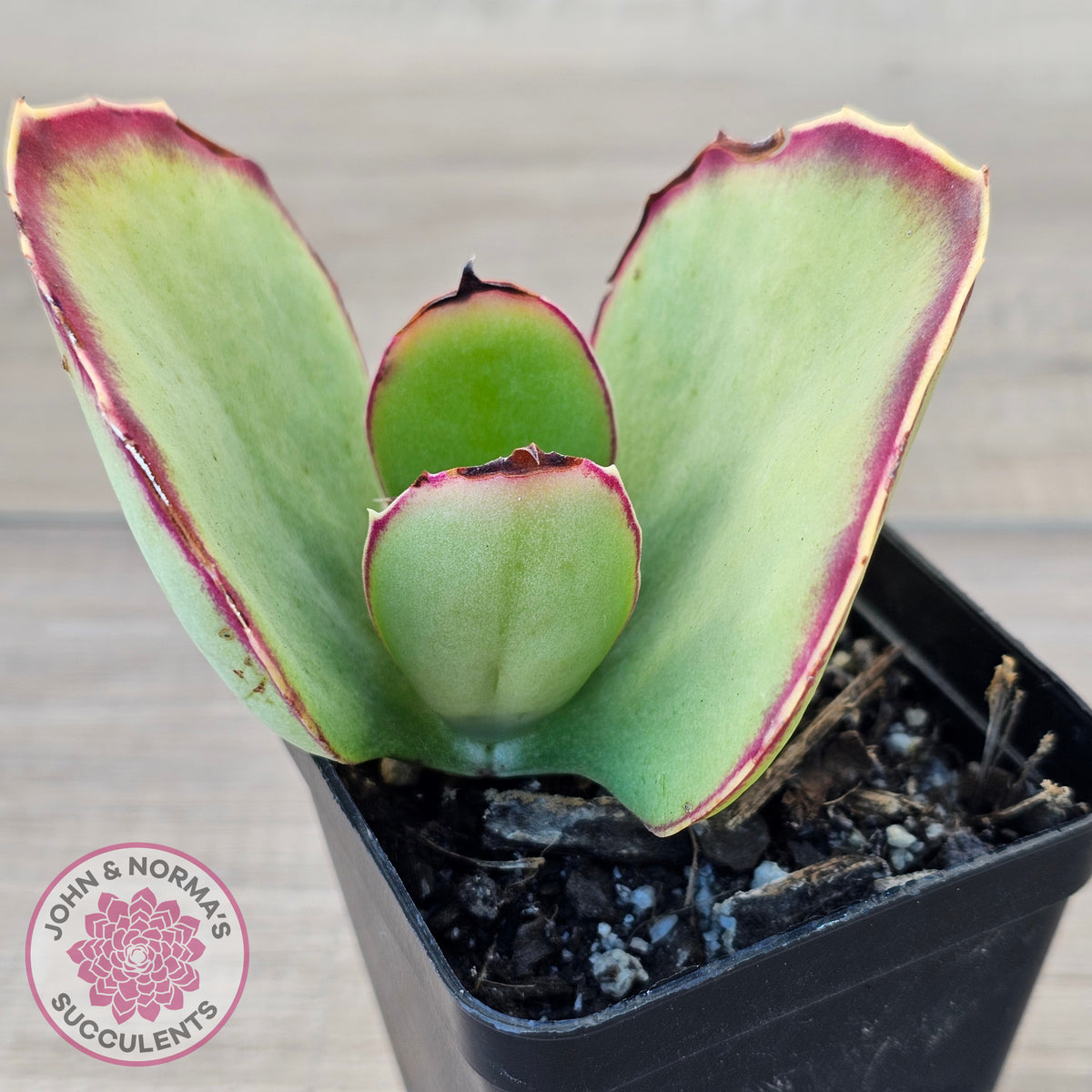 Kalanchoe 'Gremlin'