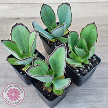 Load image into Gallery viewer, Kalanchoe 'Gremlin' - John & Norma's Succulents Australia