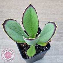 Load image into Gallery viewer, Kalanchoe 'Gremlin' - John & Norma's Succulents Australia