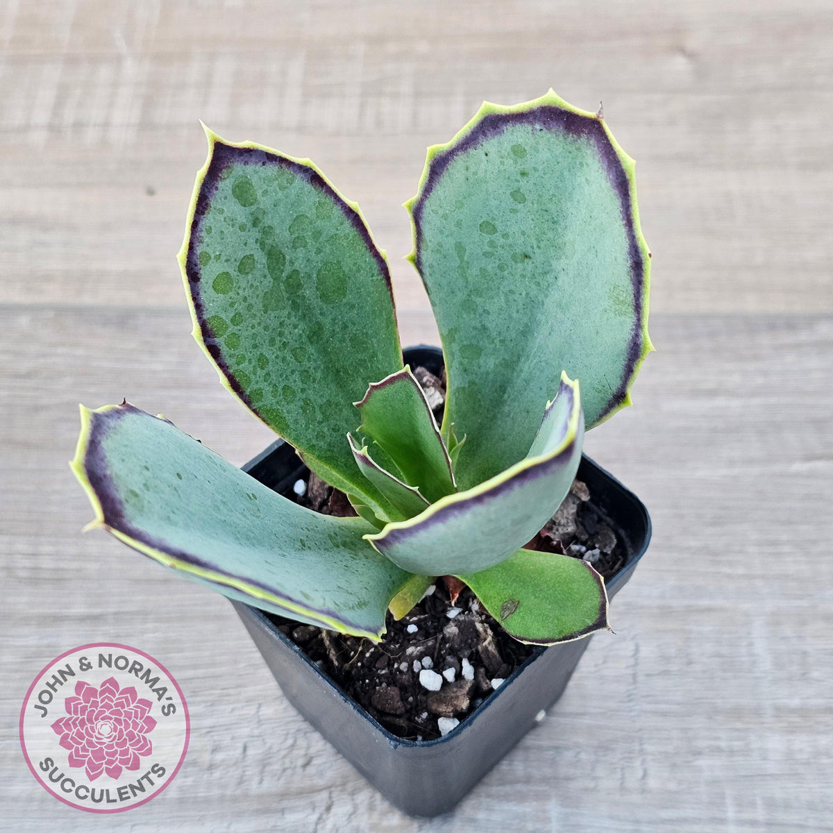 Kalanchoe 'Gremlin'
