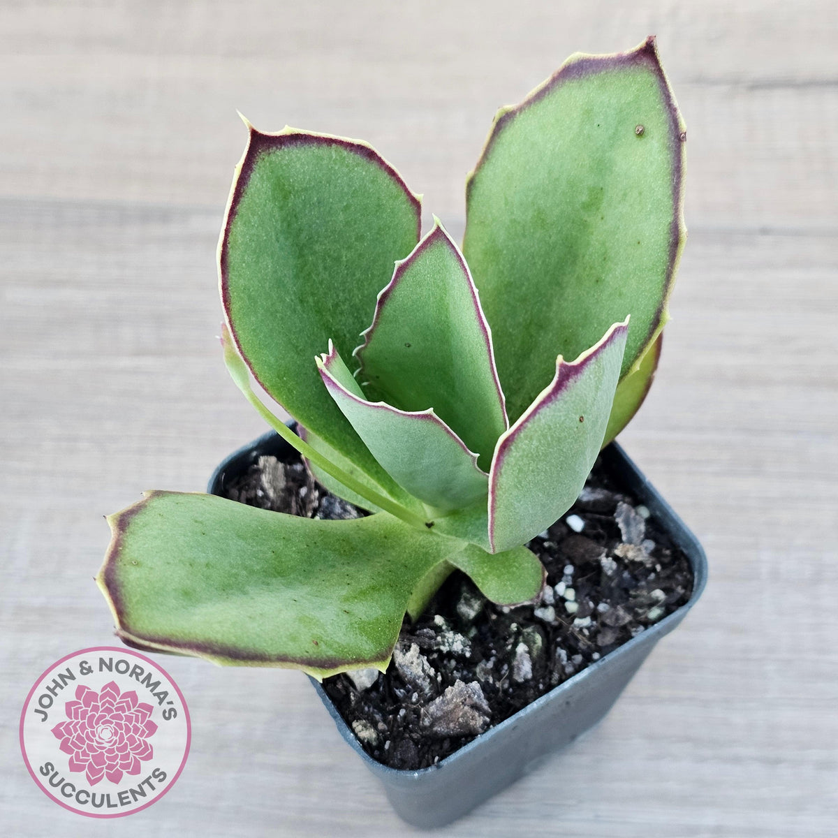 Kalanchoe 'Gremlin'