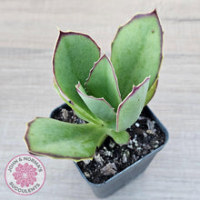 Load image into Gallery viewer, Kalanchoe 'Gremlin' - John & Norma's Succulents Australia