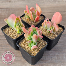 Load image into Gallery viewer, Kalanchoe 'Lady Finger'