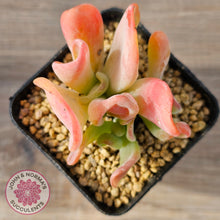 Load image into Gallery viewer, Kalanchoe 'Lady Finger'