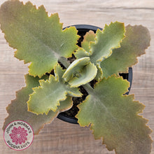Load image into Gallery viewer, Kalanchoe 'Oak Leaf'