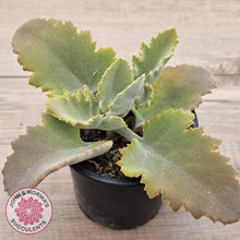 Load image into Gallery viewer, Kalanchoe 'Oak Leaf'