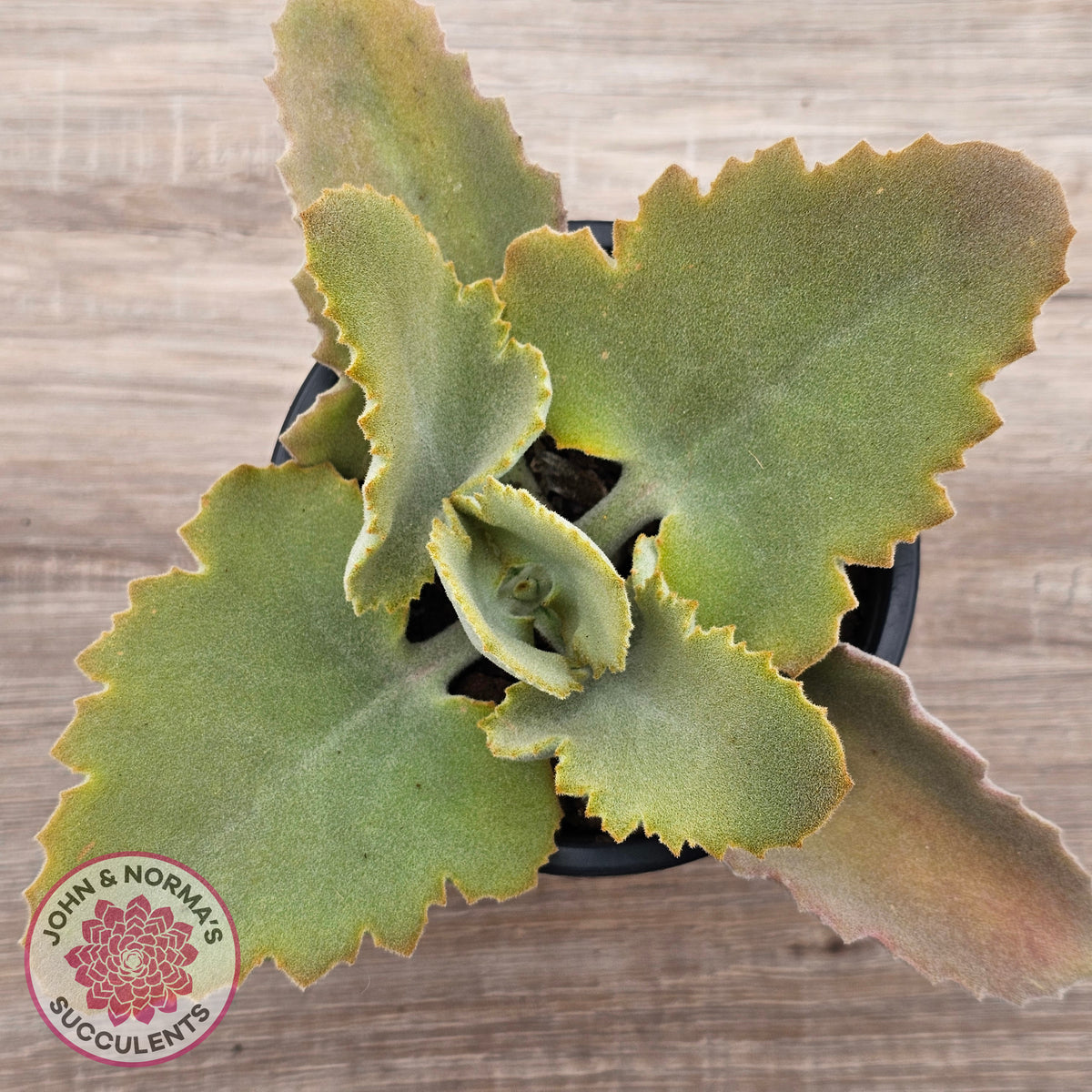 Kalanchoe 'Oak Leaf'