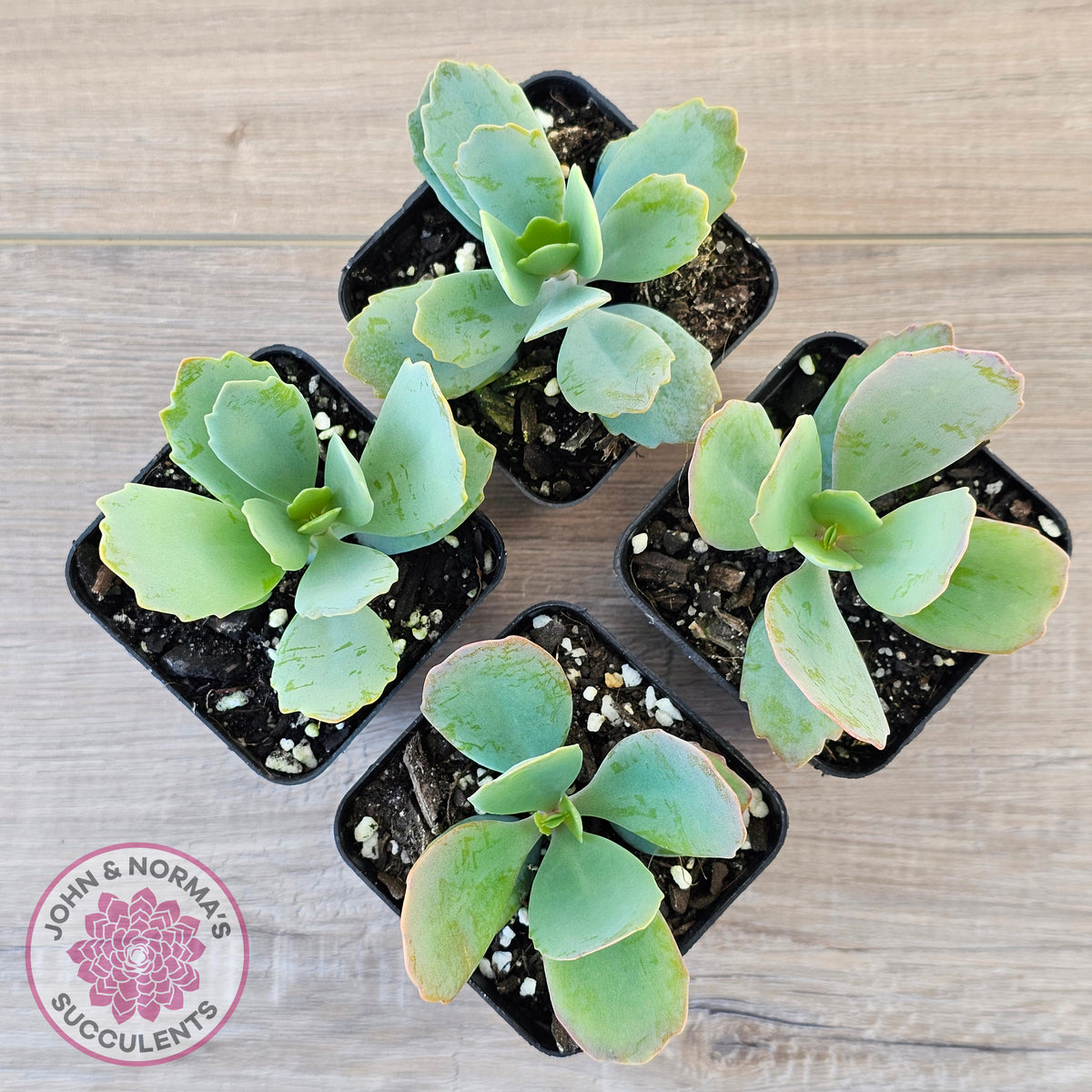 Kalanchoe prittwitzii