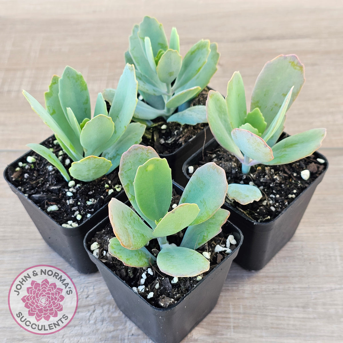 Kalanchoe prittwitzii