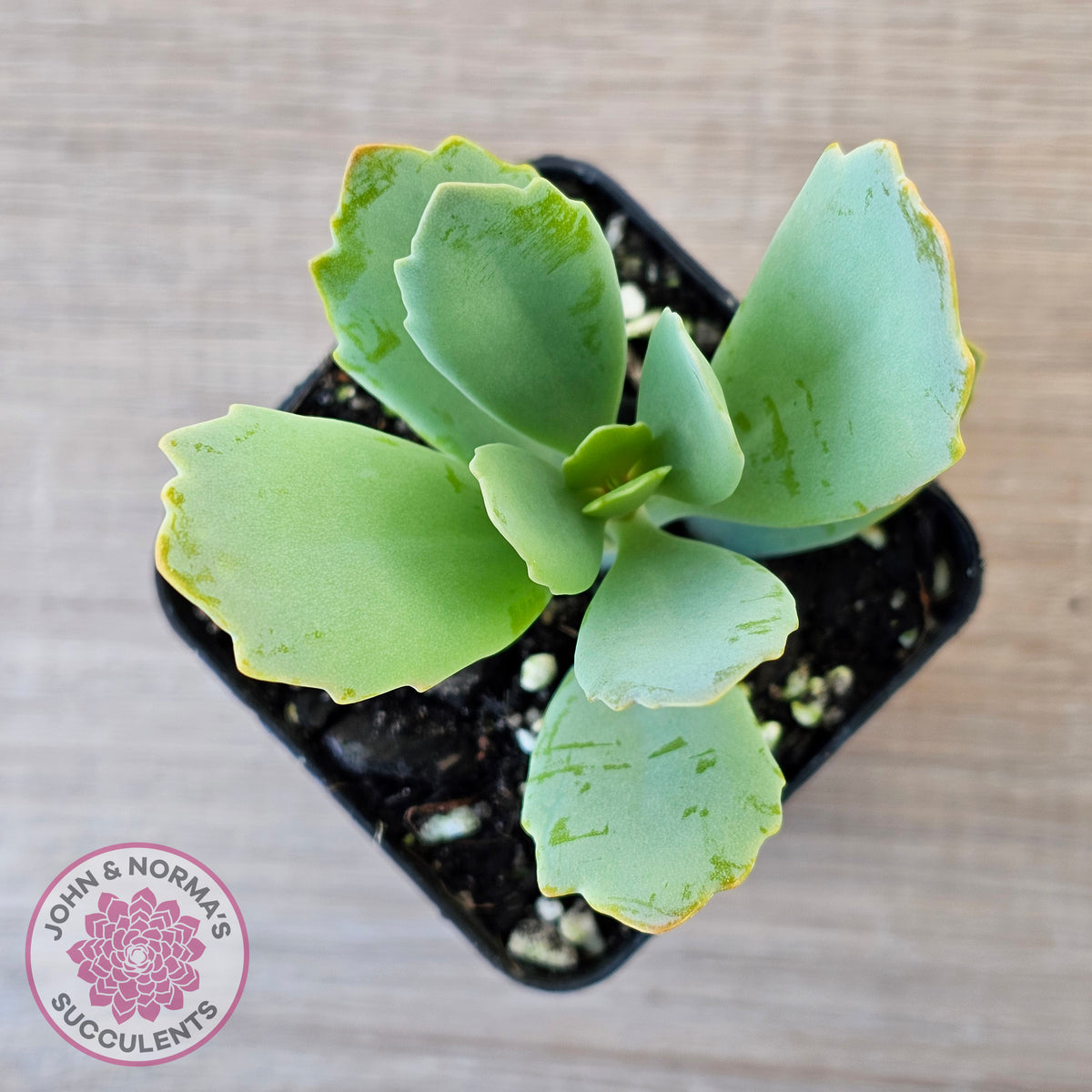 Kalanchoe prittwitzii