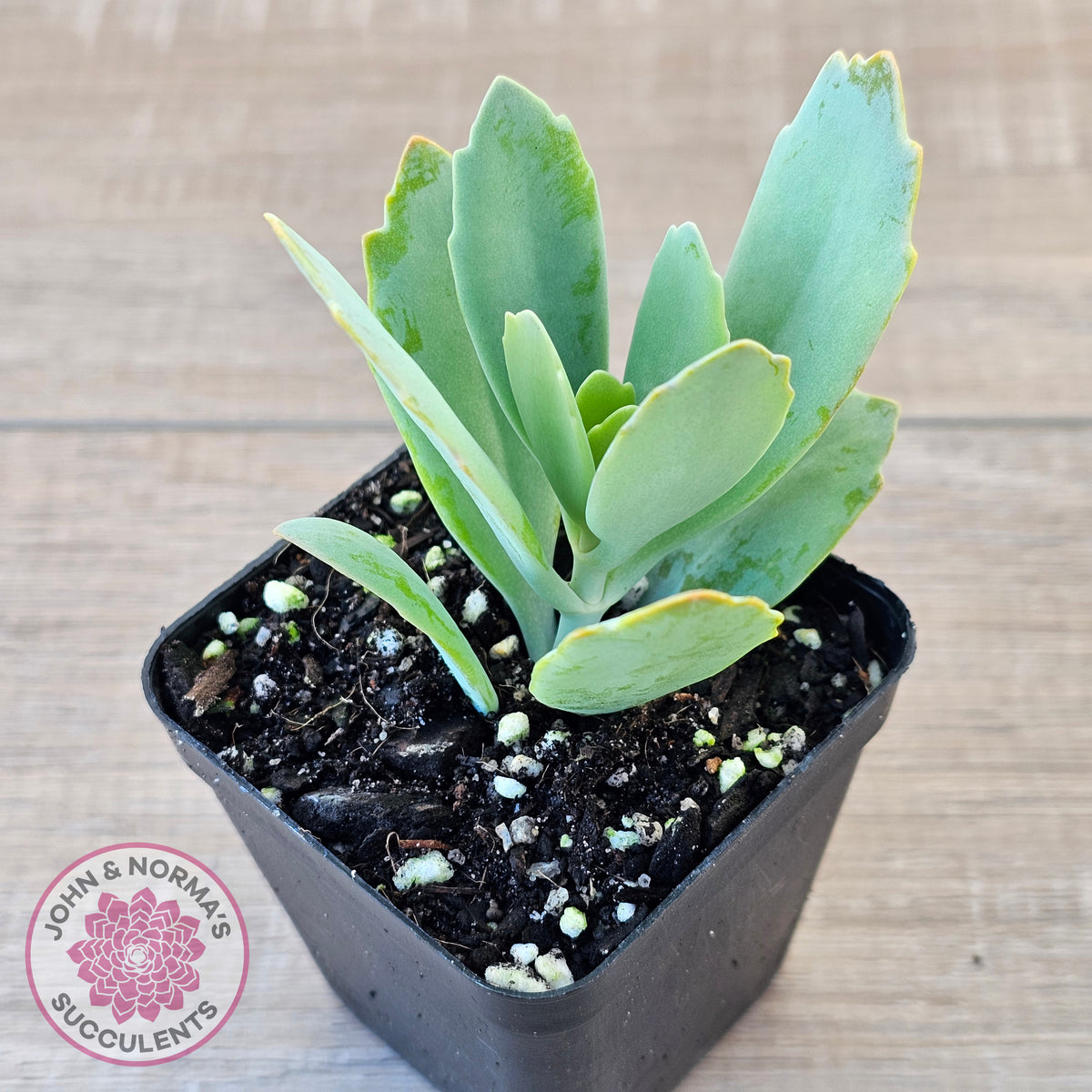 Kalanchoe prittwitzii