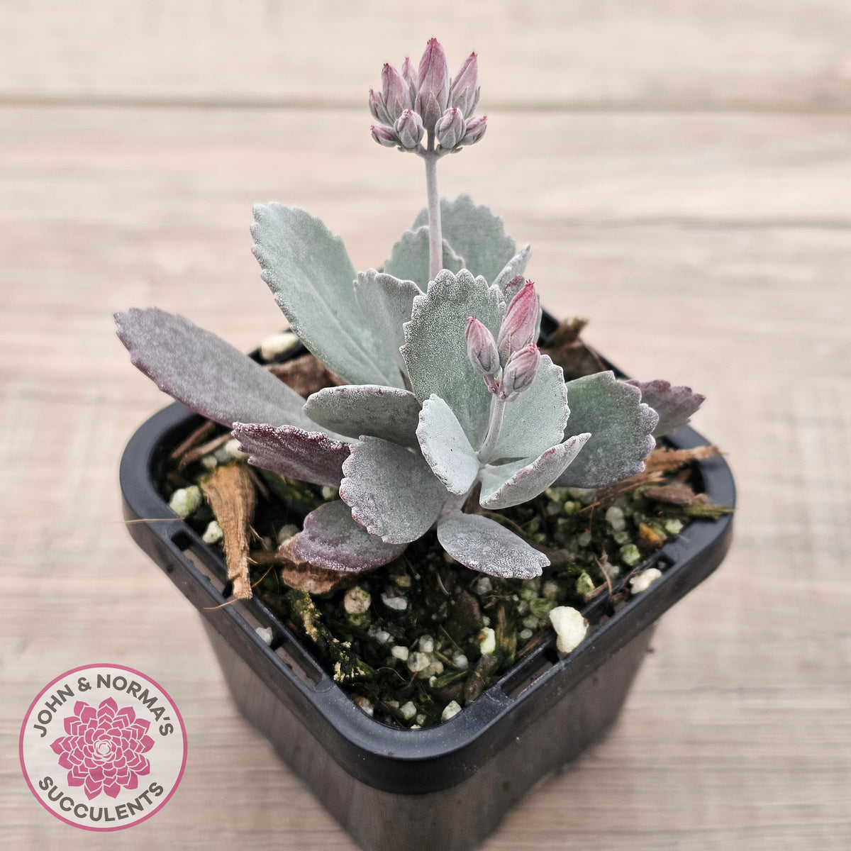 Kalanchoe Pumila