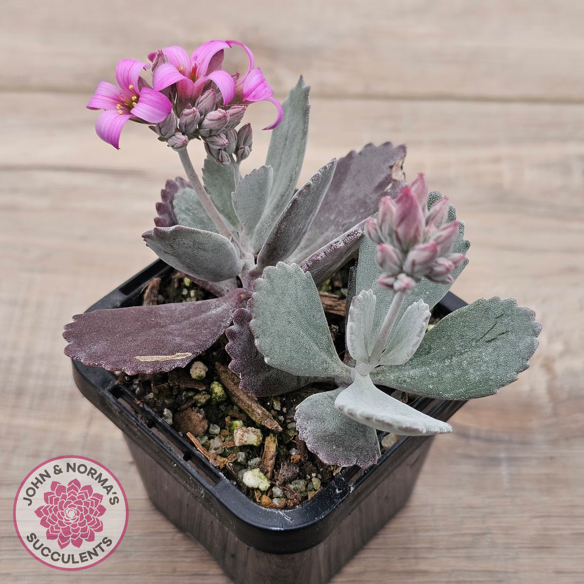 Kalanchoe Pumila