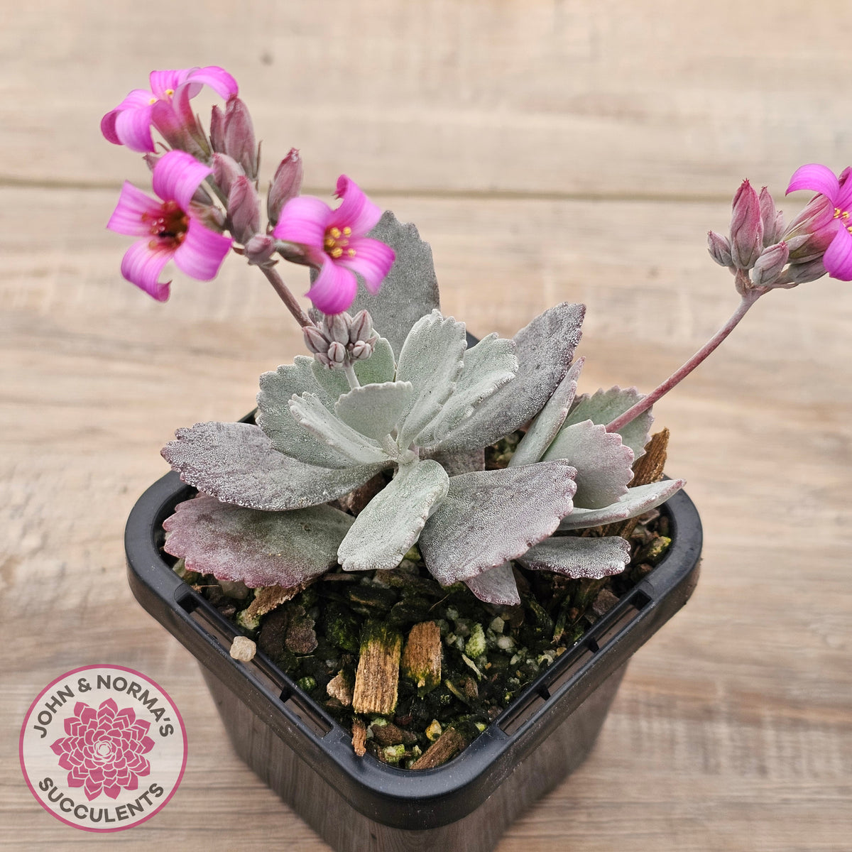Kalanchoe Pumila