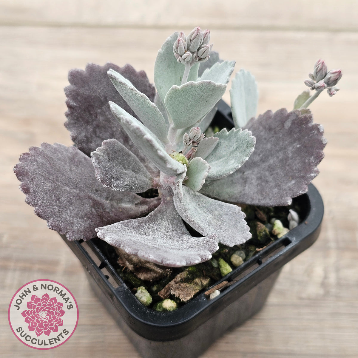 Kalanchoe Pumila