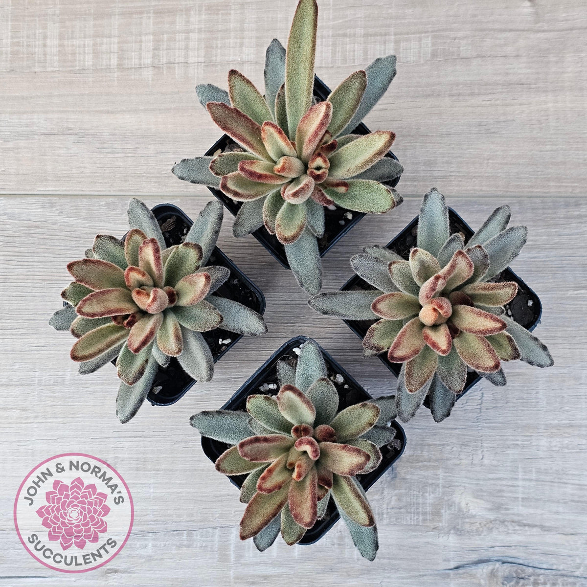 Kalanchoe Tomentosa 'Chocolate Soldier'