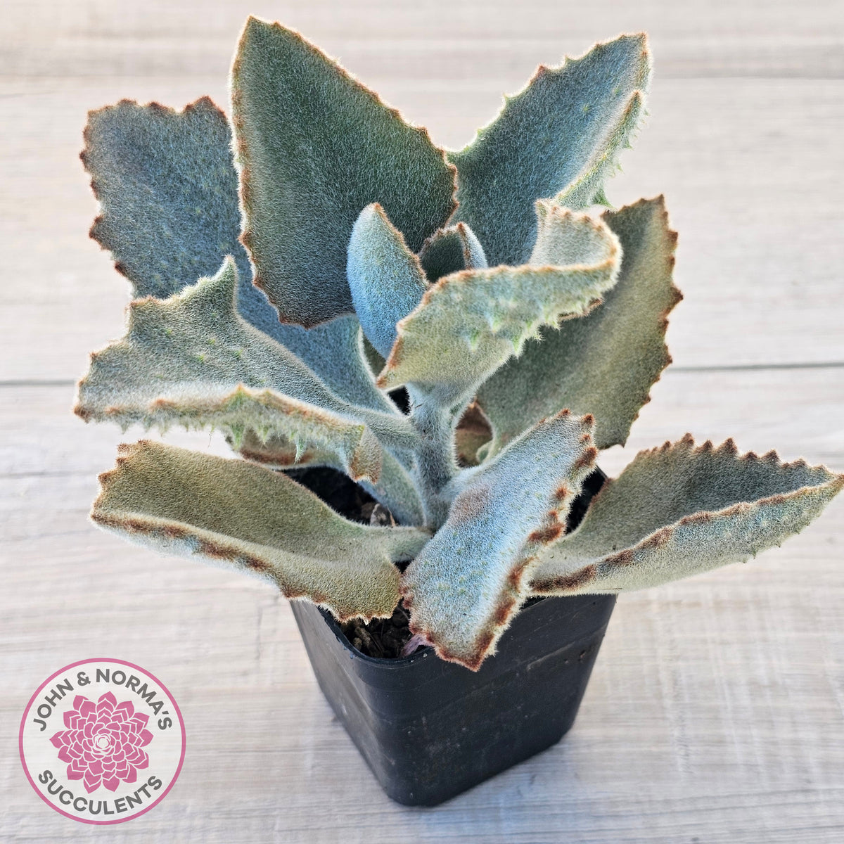 Kalanchoe beharensis ‘Fang’