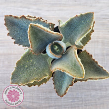 Load image into Gallery viewer, Kalanchoe beharensis ‘Fang’