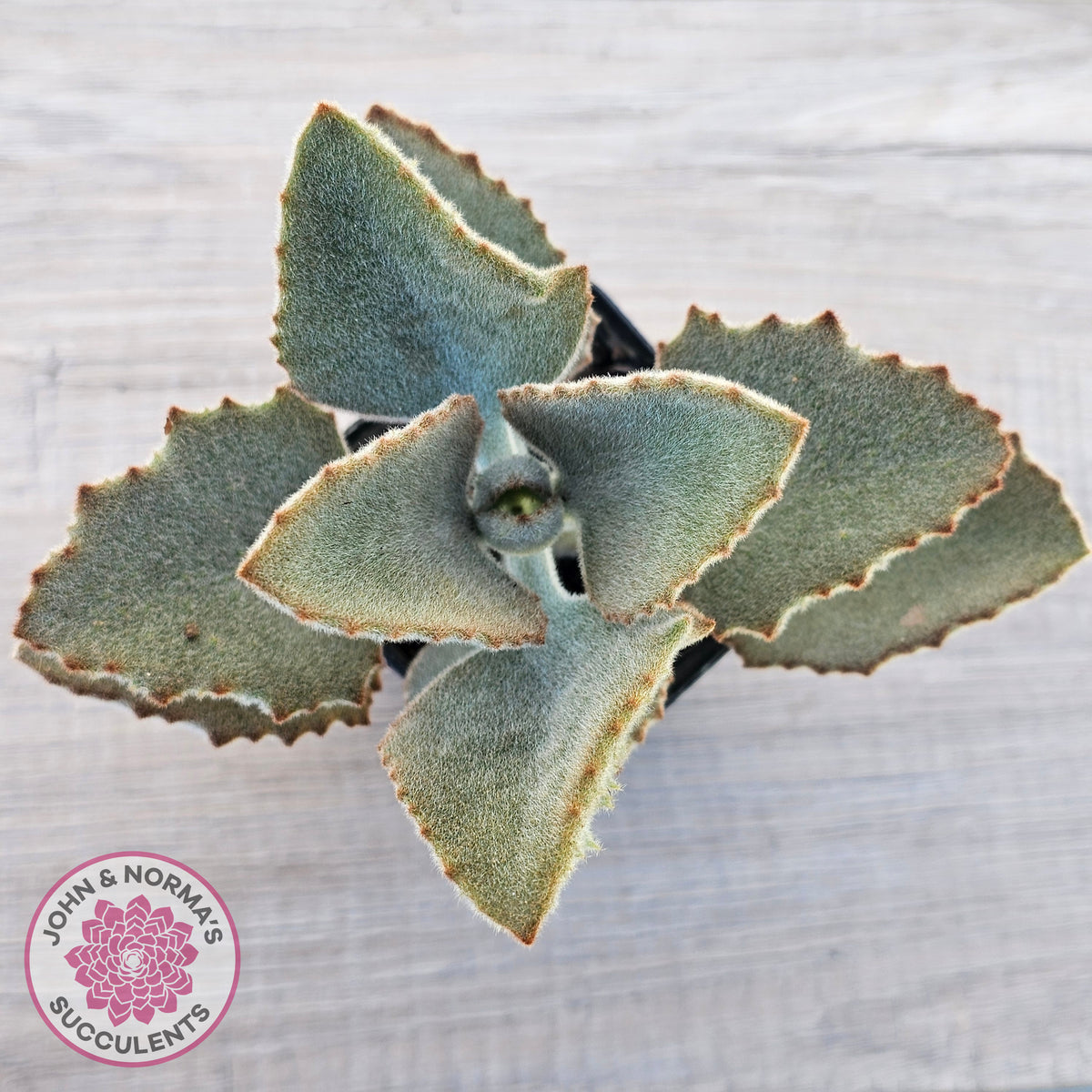 Kalanchoe beharensis ‘Fang’
