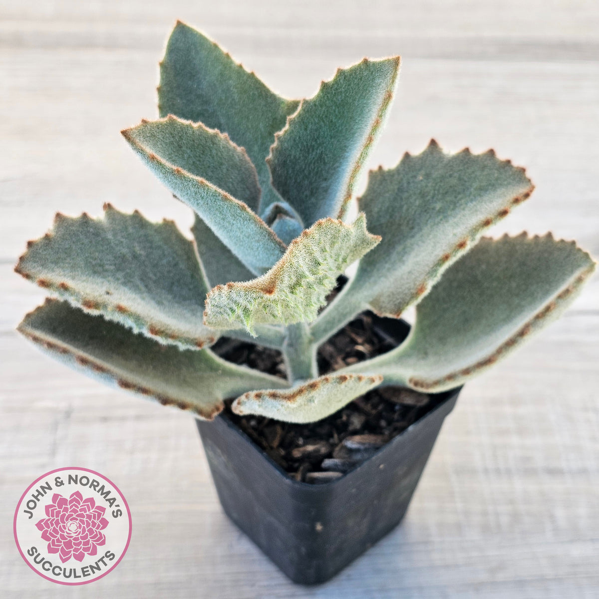 Kalanchoe beharensis ‘Fang’