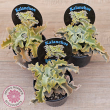 Load image into Gallery viewer, Kalanchoe beharensis 'Maltese Cross'