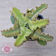 Load image into Gallery viewer, Kalanchoe beharensis 'Maltese Cross' - John & Norma's Succulents Australia