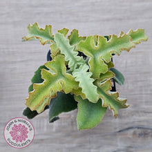 Load image into Gallery viewer, Kalanchoe beharensis 'Maltese Cross' - John & Norma's Succulents Australia