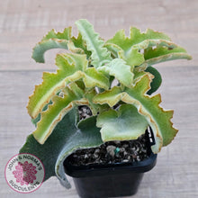 Load image into Gallery viewer, Kalanchoe beharensis 'Maltese Cross' - John & Norma's Succulents Australia