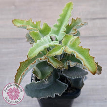 Load image into Gallery viewer, Kalanchoe beharensis 'Maltese Cross' - John & Norma's Succulents Australia