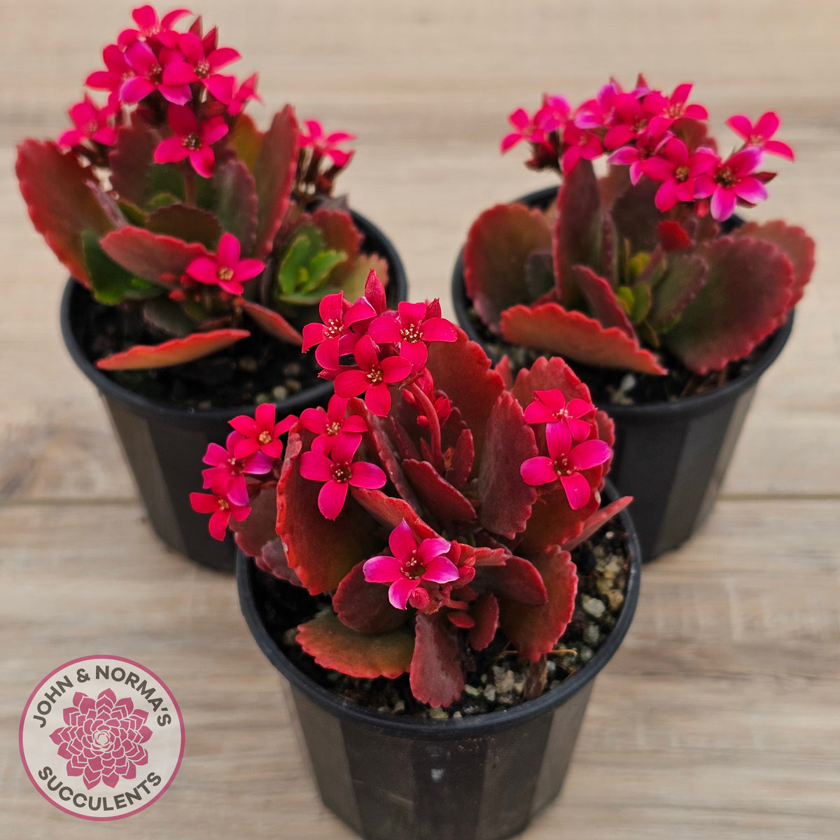Kalanchoe blossfeldiana