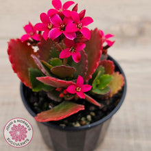 Load image into Gallery viewer, Kalanchoe blossfeldiana