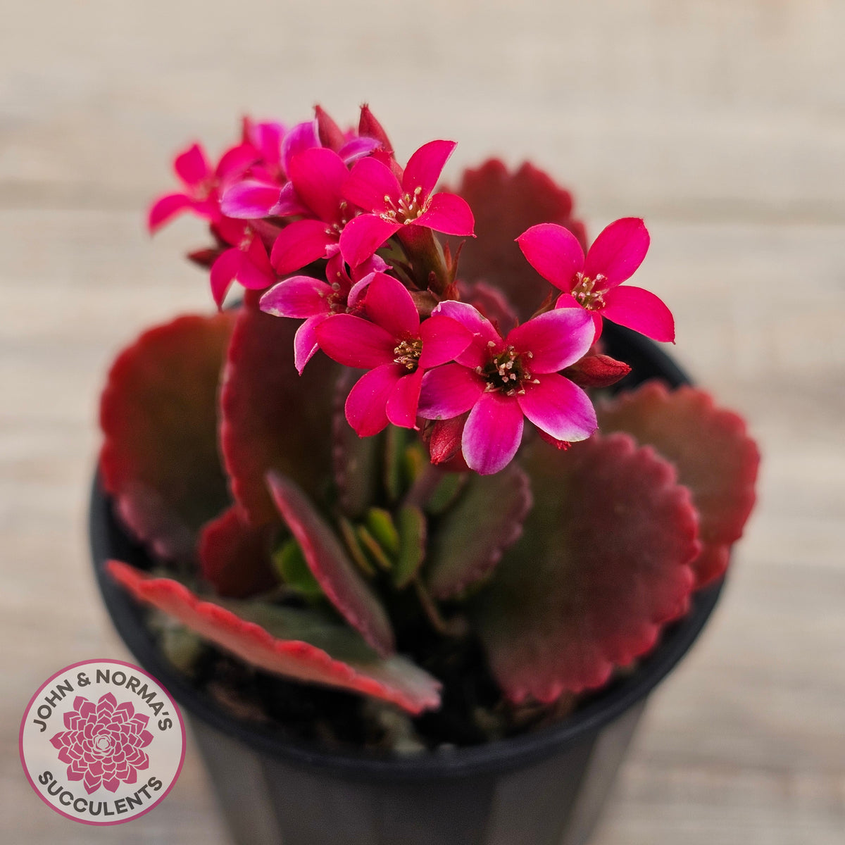 Kalanchoe blossfeldiana