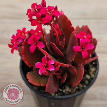 Load image into Gallery viewer, Kalanchoe blossfeldiana