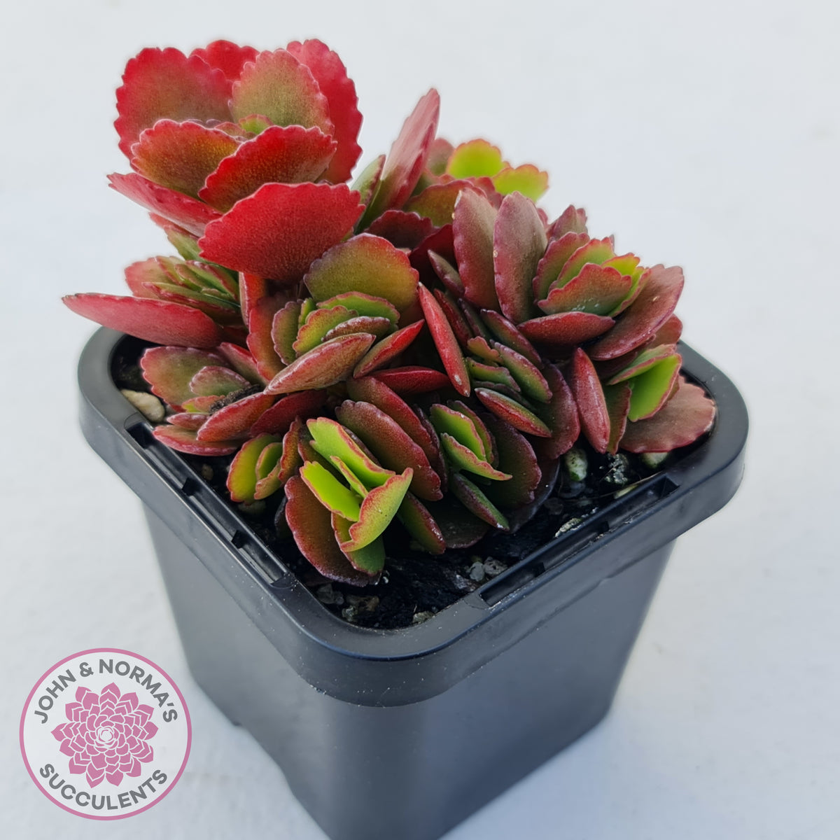 Kalanchoe Dwarf Hybrid - Hot Pink Flowers