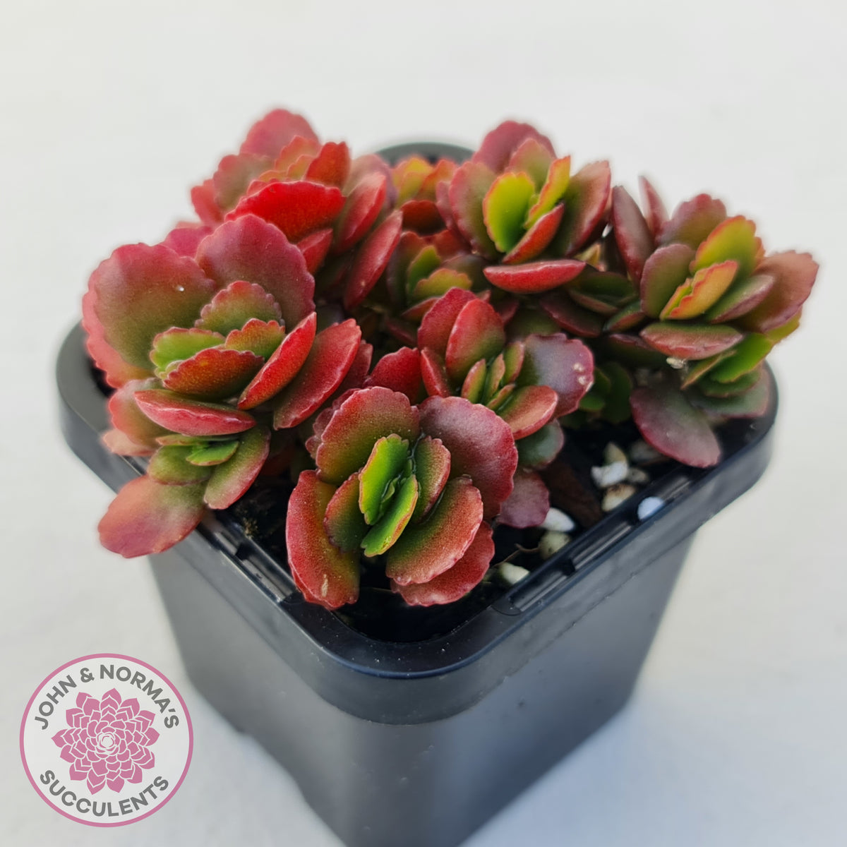 Kalanchoe Dwarf Hybrid - Hot Pink Flowers