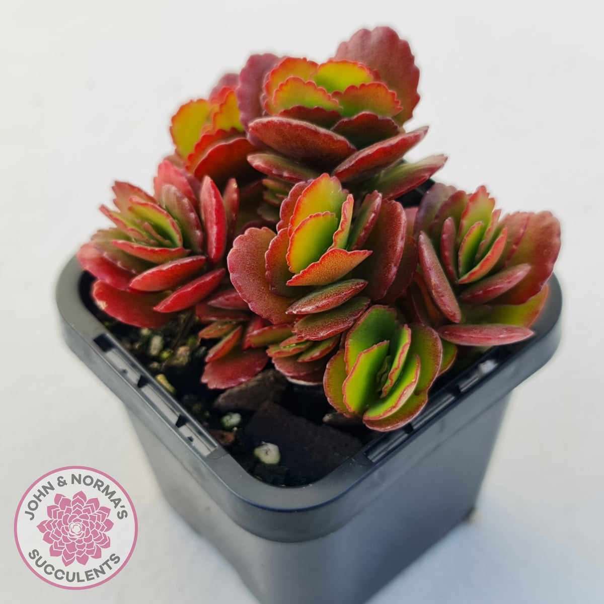 Kalanchoe Dwarf Hybrid - Hot Pink Flowers