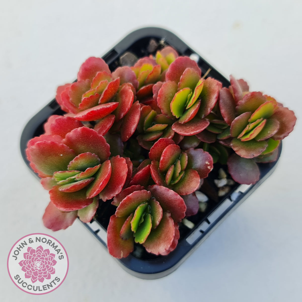 Kalanchoe Dwarf Hybrid - Hot Pink Flowers