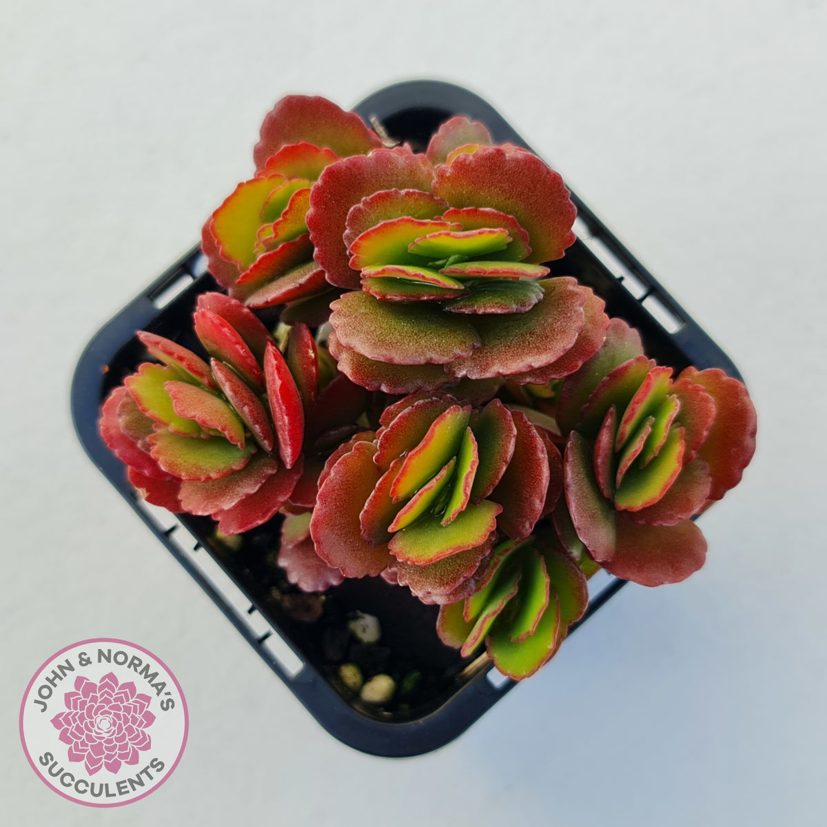 Kalanchoe Dwarf Hybrid - Hot Pink Flowers
