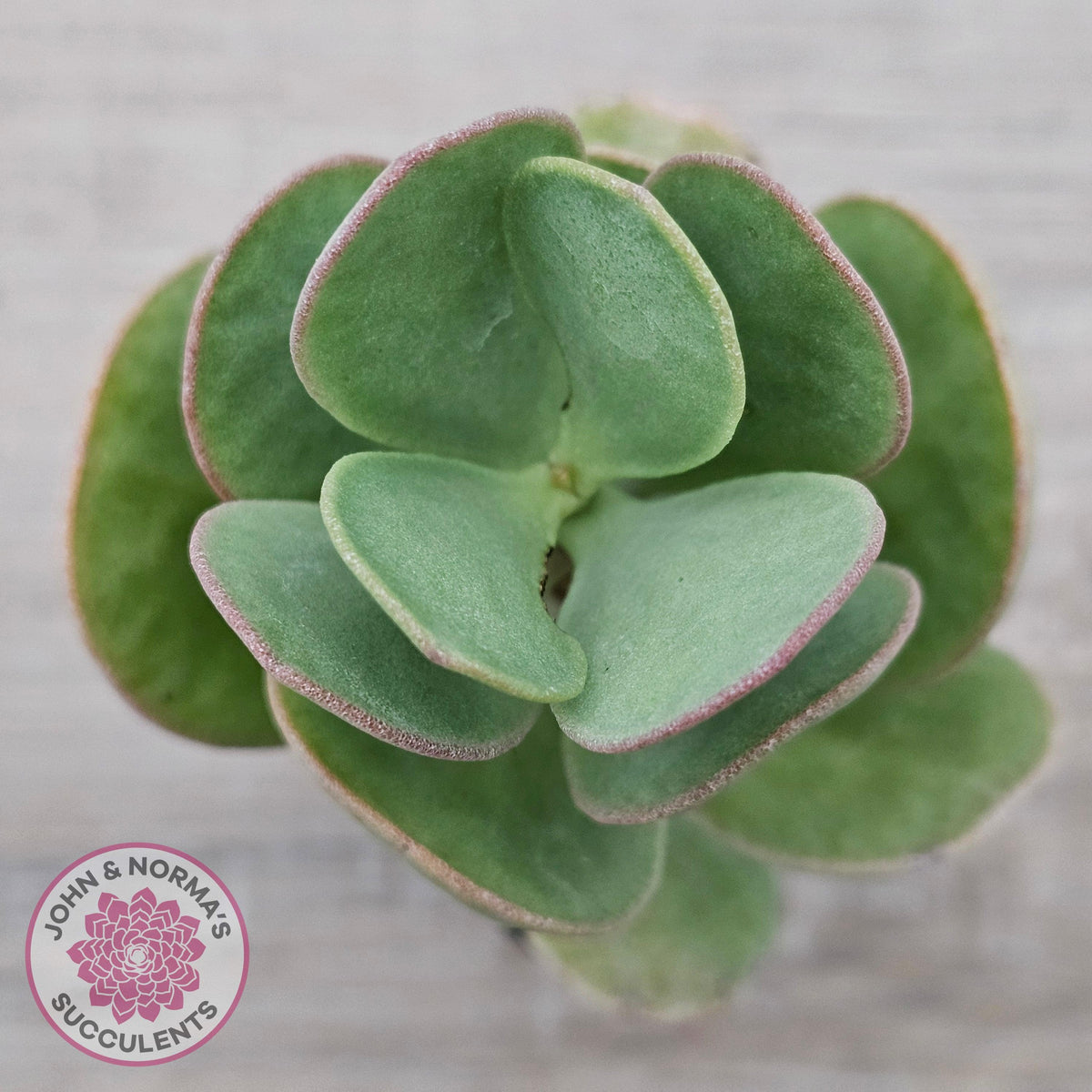 Kalanchoe farinacea