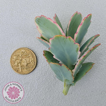 Load image into Gallery viewer, Kalanchoe fedtschenkoi Variegated Cuttings x 1 - John & Norma's Succulents Australia