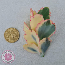 Load image into Gallery viewer, Kalanchoe fedtschenkoi Variegated Cuttings x 1 - John & Norma's Succulents Australia